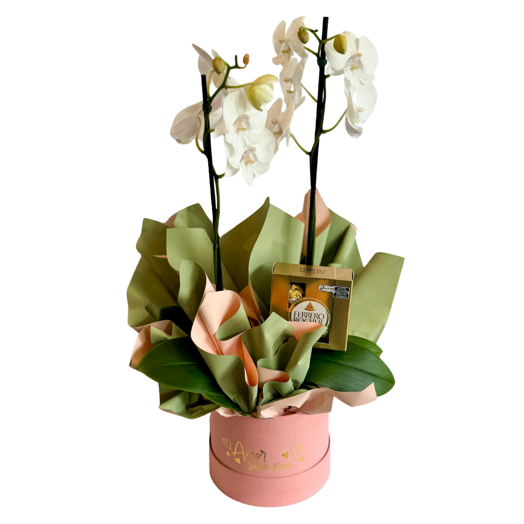 Box orqudea e Ferrero