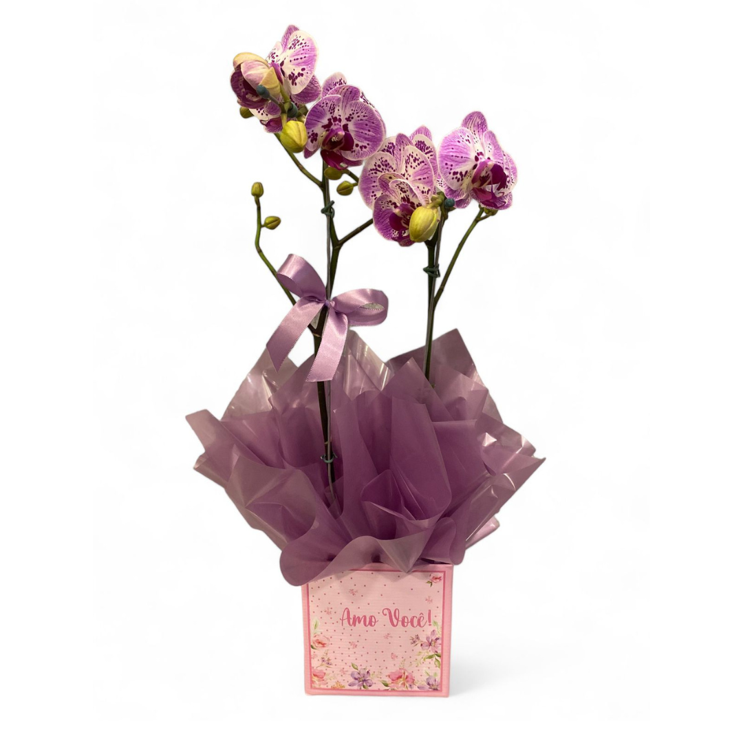 Orquidea Phalaenopsis  Cores Variadas 