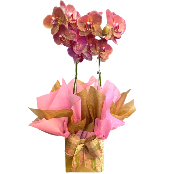 Orqudea Phalaenopsis  Cores Variadas 